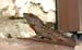 n lizzard